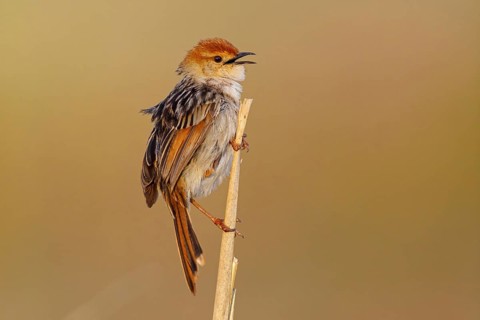 Vley's Cisticola, (Cisticola tinniens), biotope, habitat, perch, False Bay Nature Reserve Stran,