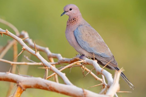 Palm Pigeon, (Streptopelia senegalensis), Gambia, Africa, Pigeon family, Tendaba camp / Tendaba