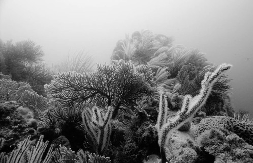 Coral reef, South Africa, Port Elizabeth, Ibhayi, Madiba Bay, Indian Ocean, Africa