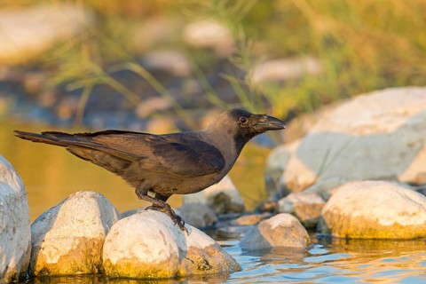 Glossy crow, (Corvus splendens), omnivore, genus of ravens and crows, corvids, Raysut, Salalah,