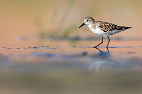 Little sandpiper (Calidris minuta), foraging in the Salalah biotope, Raysut, Sohar, Oman, Asia