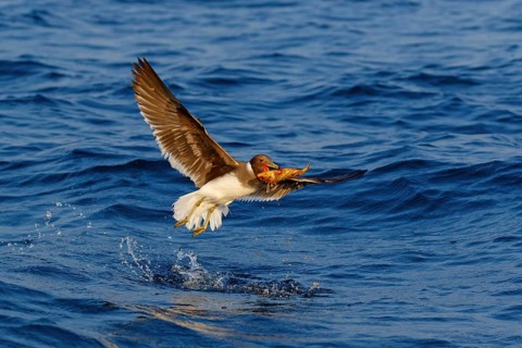 Hemprich's Gull, (Ichthyaetus hemprichii), (Larus hemprichii), Fish Eagle Gull Salalah, Off Mirbat,