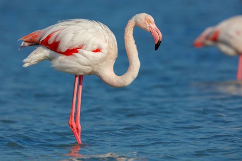 Pink flamingo, (Phoenicopterus ruber), Phoenicopterus roseus, animals, birds, flamingo, biotope,
