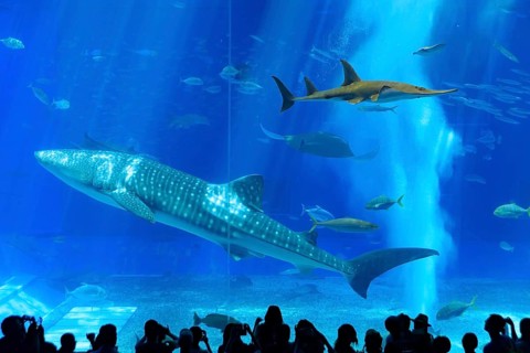 Whale shark in Okinawa Churaumi Aquarium, Japan, Asia
