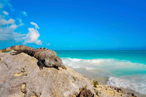 Mexican iguana in Tulum with Caribbean sea of Riviera Maya Mexico