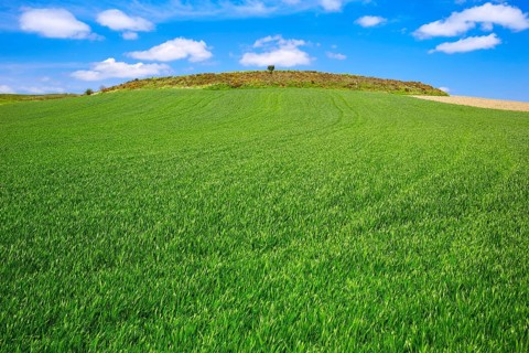 Cereal fields by The Way of Saint James in Castilla near Burgos