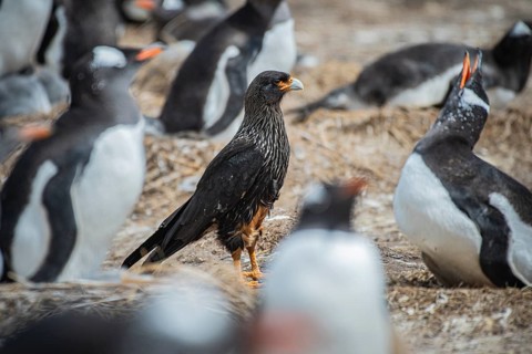 Falkland caracara (Phalcoboenus australis) in a colony of gentoo penguins (Pygoscelis papua),
