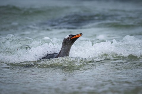 A gentoo penguin (Pygoscelis papua) landing on a beach, Pebble Island, Falkland Islands, Great