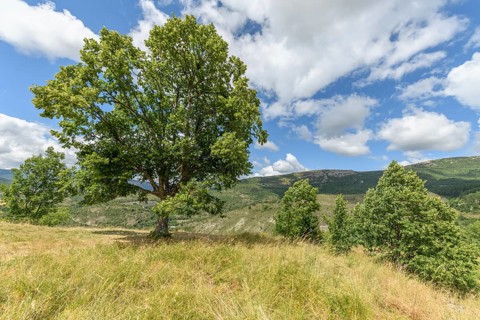 Lime tree at the top of a mountain in the Drome. France, Provence