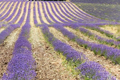 Lavender fields in bloom in Provence. Valensole Plateau (Alpes-de-Haute-Provence) Pays de Sault