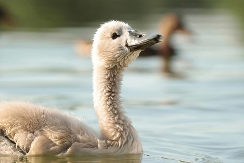 Young swan on a sunny spring morning