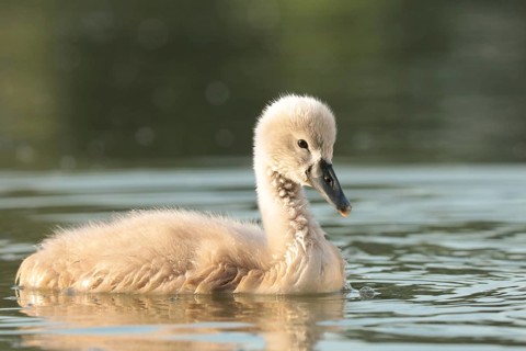 Young swan on a sunny spring morning