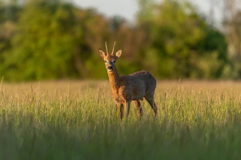Roebuck (Capreolus capreolus) in a spring meadow. Bas-Rhin, Collectivite europeenne d'Alsace, Grand
