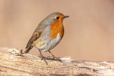 European Robin (Erithacus rubecula) perched on a branch in the forest in winters. Alsace, France,