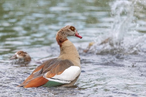 Egyptian goose (Alopochen aegyptiaca) washing its feathers in a river. Bas-Rhin, Collectivite