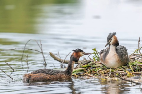 Great Crested Grebe (Podiceps cristatus) bringing a small fish for the chicks a few days old on a