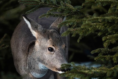 Roe deer in the forest, Capreolus capreolus. Wild roe deer in nature