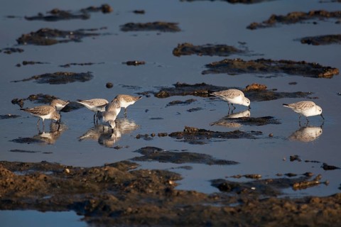 Calidris minuta, Tavira salt lake, Tavira, Algarve, Portugal, Europe