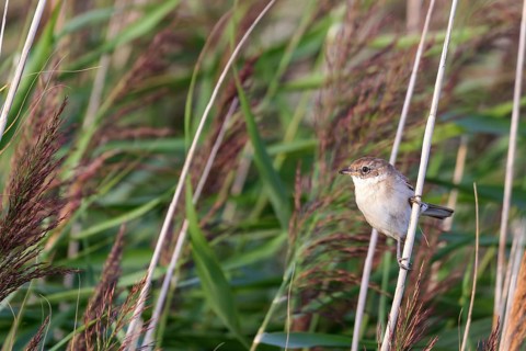 Whitethroat (Sylvia communis) sitting in the reeds on Juist, East Frisian Islands, Germany, Europe