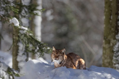 Lynx (Lynx lynx) lying in the snow in the animal enclosure in the Bavarian Forest National Park in