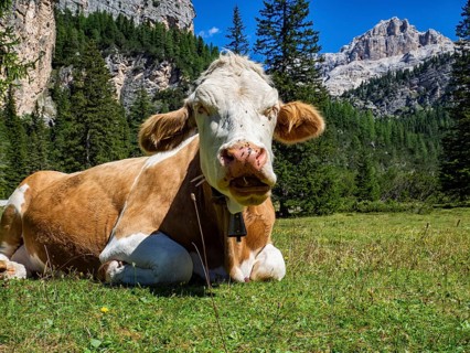 Cow grazing in the dolomites