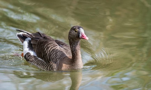 Lesser white-fronted goose