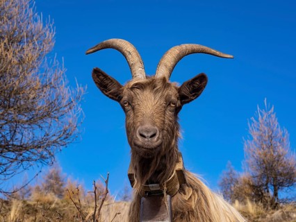 Close-up of a goat in the italian alps