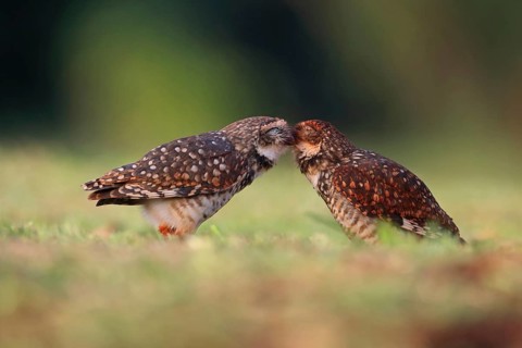 Burrowing Owl, Athene cunicularia, pair, Argentina, South America