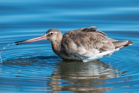 Black-tailed godwit, Limosa limosa