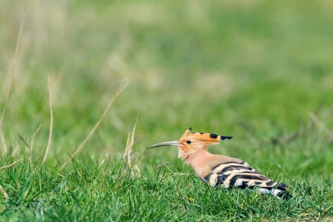 Hoopoe, Common Hoopoe (Upupa epops) Eurasian Hoopoe