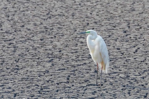 Great Egret Standing on Dry Pond (Ardea alba) Great White Egret, Common Egret