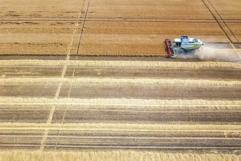 Combine harvester working on a wheat field. Combine harvester Aerial view