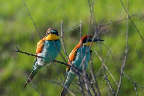 European Bee-Eater (Merops Apiaster)