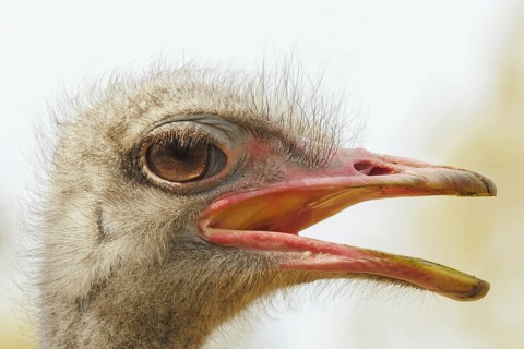 Angry Ostrich portrait, ostrich head (Struthio camelus)