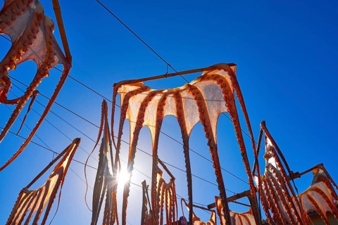Dried octopus at Mediterranean Spain outdoor dry