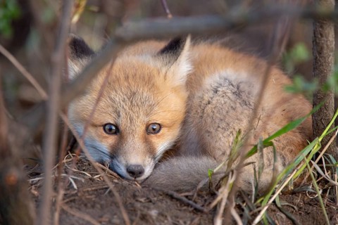 Fox Kits Near Den in Prairie Saskatchewan Canada