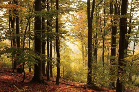 Autumn beech forest on the mountain slope during sunrise. October, Poland, Europe