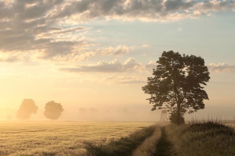 Silhouette of ash tree in a grain field in foggy weather during sunrise