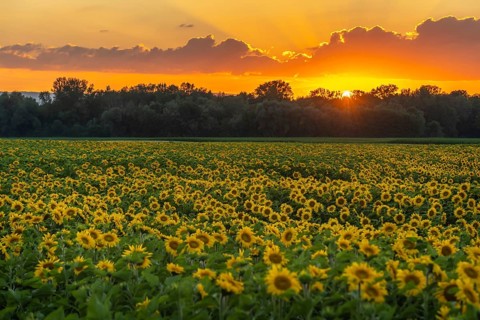 Fields of sunflowers or sun at sunset (Helianthus annuus) grown for its edible seeds, flour and oil
