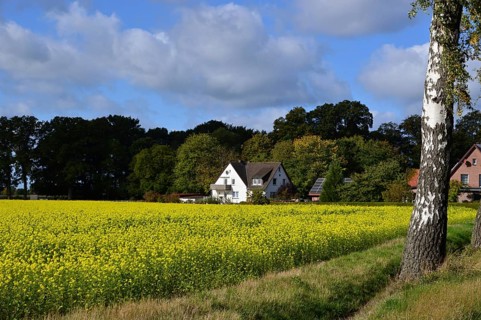 Landscape in Autumn in the Heath Lüneburger Heide, Walsrode, Lower Saxony, Germany. Landscape in
