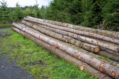 Wood stump in a forest destroyed by a storm