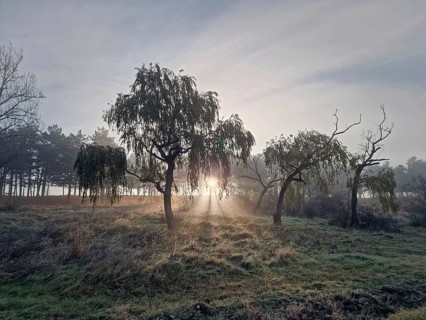 Hazy landscape with the sun rising through the trees casting rays of light through the mist,