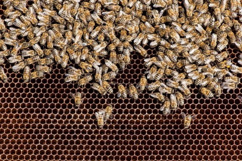 Close up honeycombs. Many bees on honeycomb