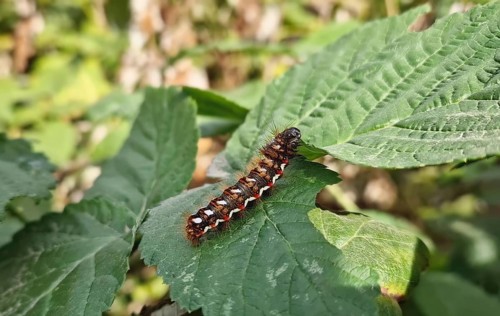 Closeup caterpillar crawling on leaves in the garden. Yellow tail moth (Euproctis Similis)