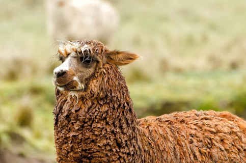 Alpaca