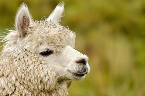 Alpaca