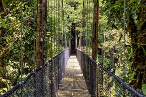 Bridge in the jungle in Central America