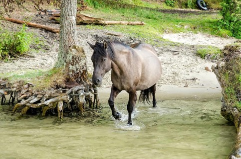 Wild horses