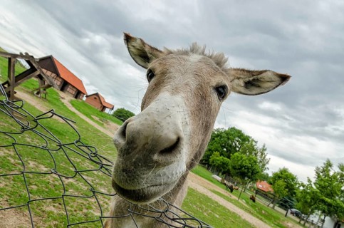 Donkey