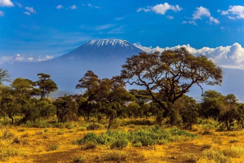 Kilimanjaro is Africa's highest point of the continent. The famous snow peak of Kilimanjaro.